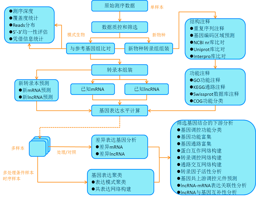 转录组数据分析流程图.png